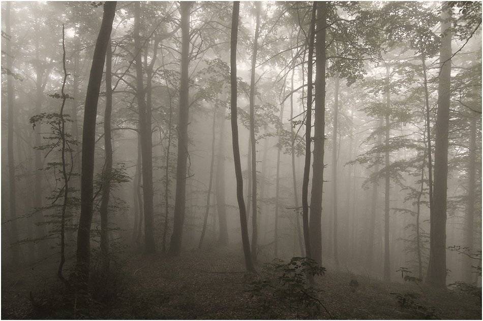 Mystical forest. Автор: Kostadin Momchilov , Kostadin Momchilov