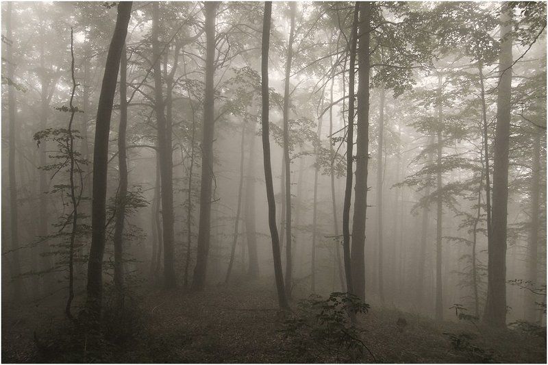 Mystical forestphoto preview