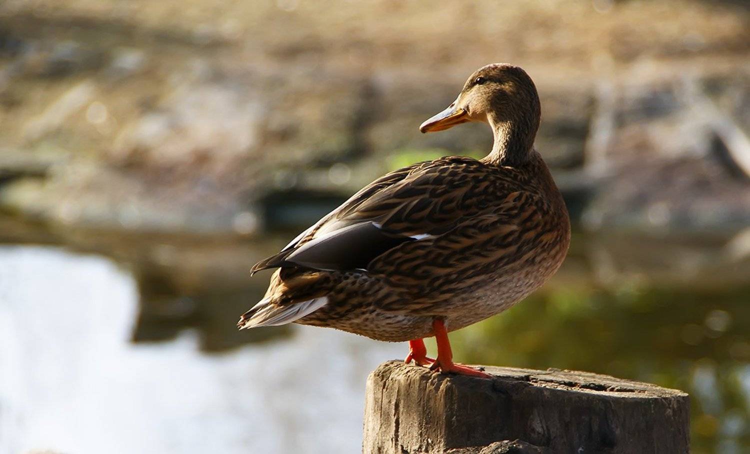 утка, Tina Grach