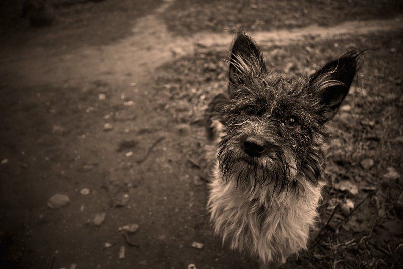 собачонка Собачонкаphoto preview