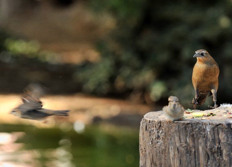 птицы, животные Бегство хулиганаphoto preview