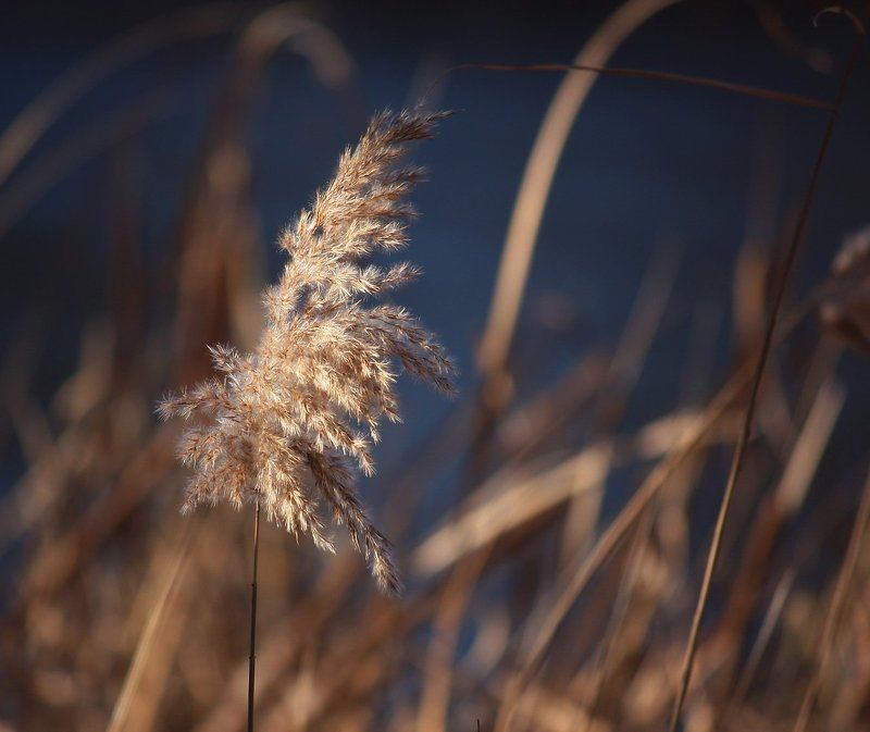 Вот такое.photo preview