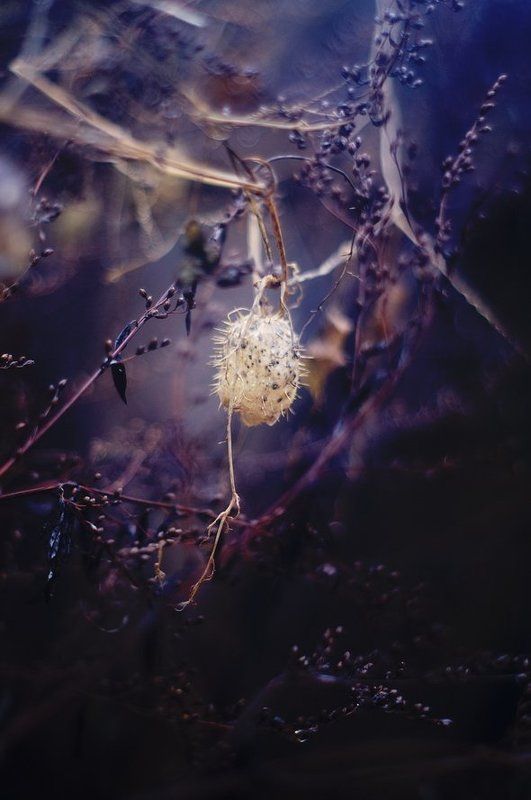 Сумеркиphoto preview