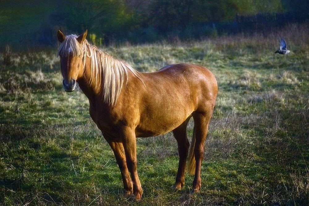 блондинка, скворец, Александр Титаренко