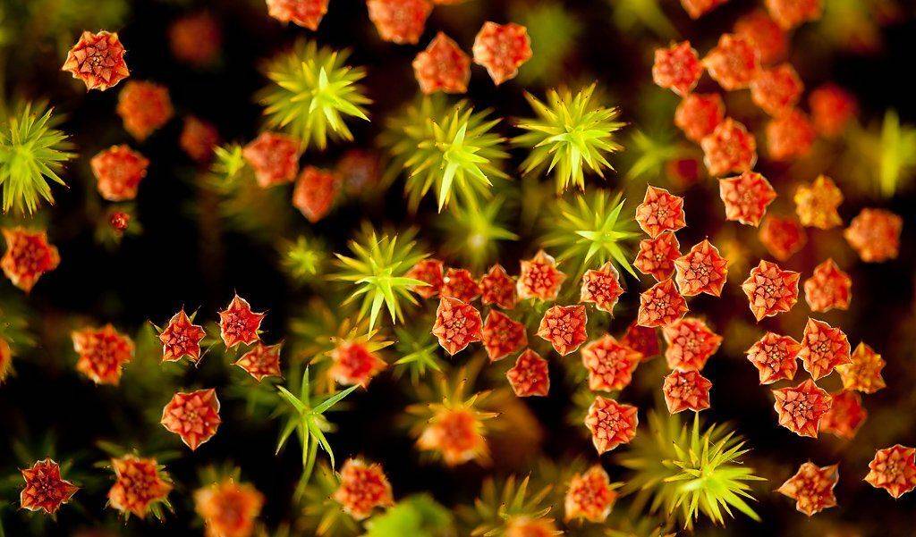 мох, ковер, Юлия