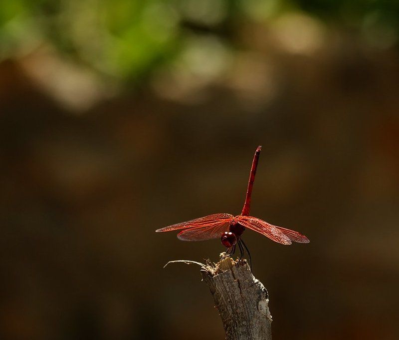 стрекоза, природа, фауна, ****photo preview