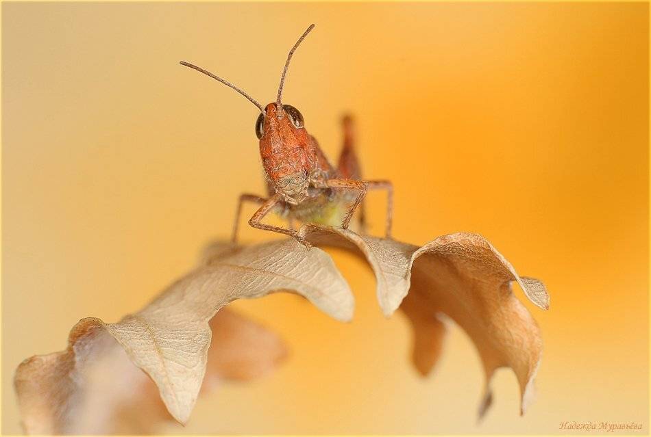 кобылка, крым, Надежда Муравьёва