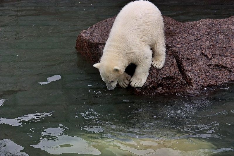 белый, медведь, медвежонок, игра, учеба, купание Как медвежонок плавать учился...photo preview