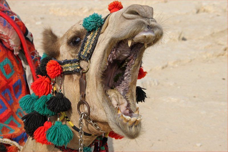 верблюд, зевота Зевота фото превью