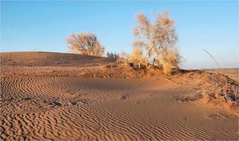 природа В песках....photo preview