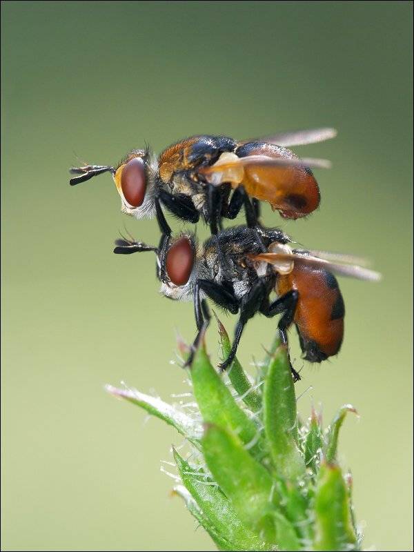 Пооооехали!. Автор: KIZILL , KIZILL