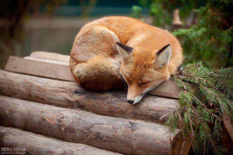 киевский зоопарк, лиса Лисичка-сестричкаphoto preview