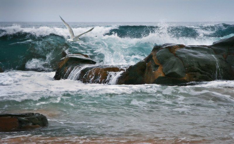 О чем кричат чайки.photo preview