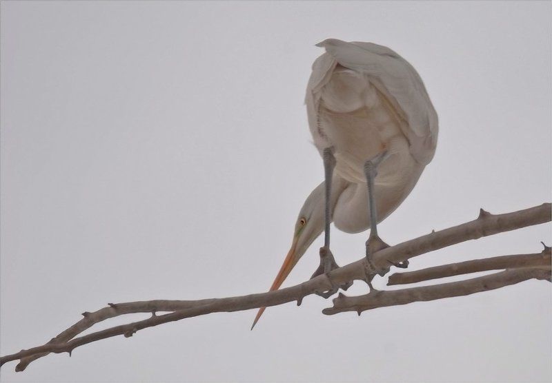 животные ***photo preview