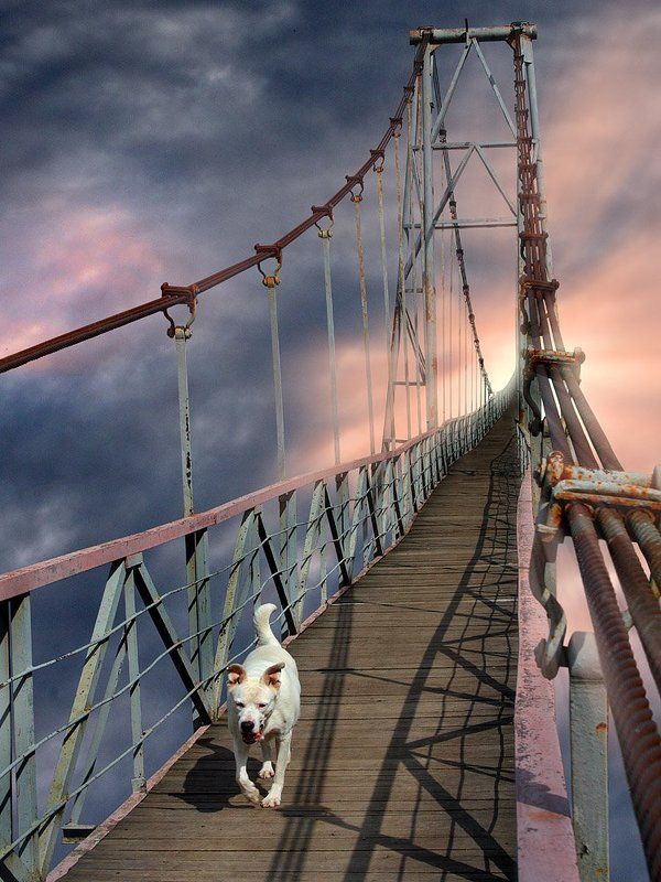 Возвращениеphoto preview