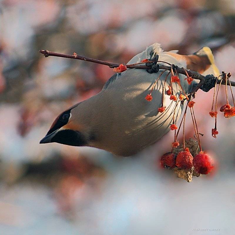 свиристель,природа, Дмитрий Алексеев