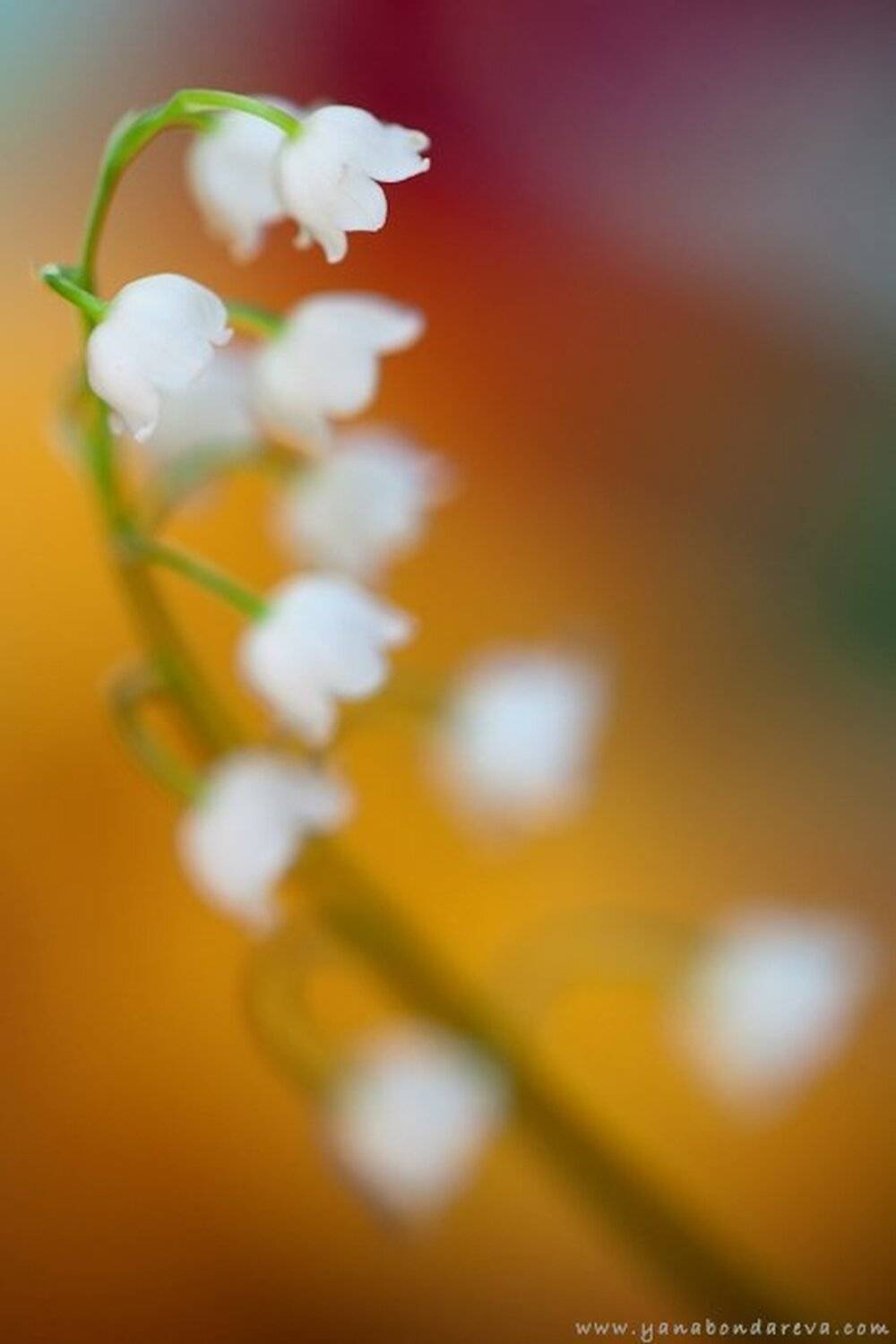 ***. Автор: Yana Bondareva , Yana Bondareva