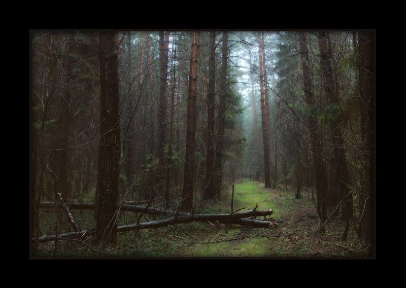 лес, осень, распутица, поздняя осень осеньюphoto preview