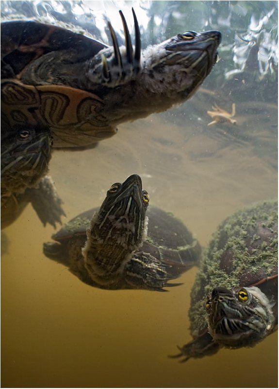 черепаха, доминикана Наследники Великого А\'Туинаphoto preview