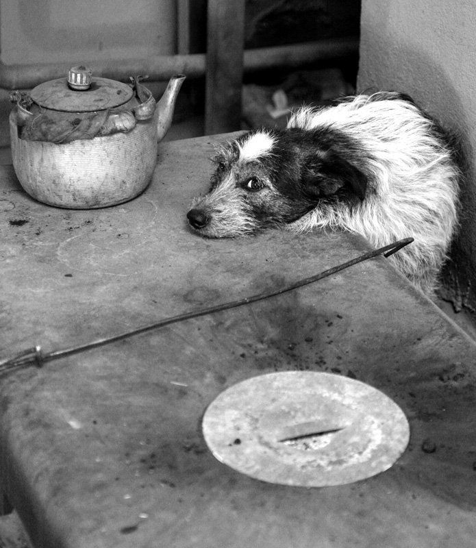 собака, печь, зима, тепло, животное, чайник, кочерга Скорей бы лето...photo preview