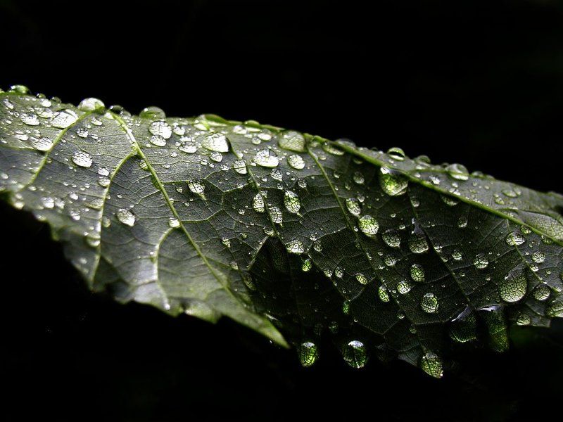 After the delugephoto preview