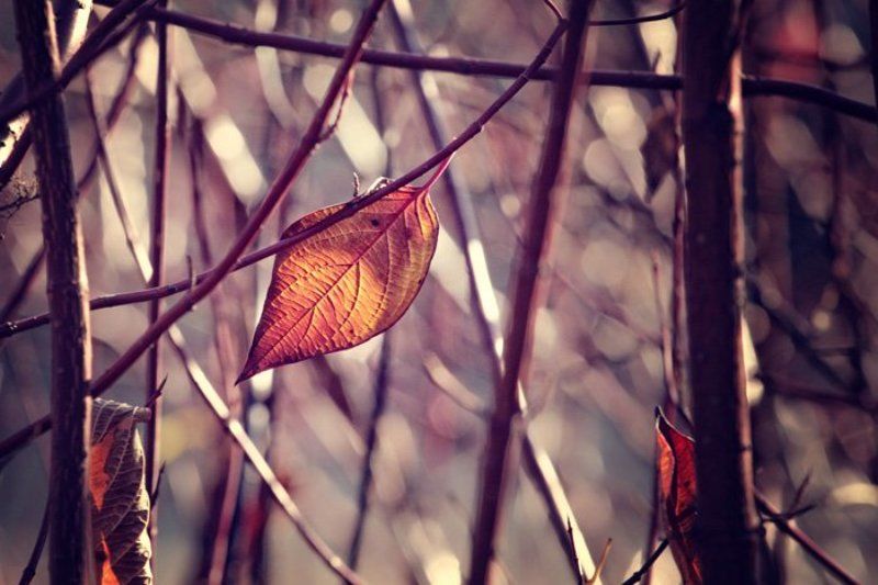 листья, осень, последний лист, природа, москва, Последний лист октября..photo preview