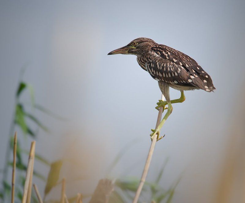 птица,кваква,фотоохота,маныч Мне сверху видно все...photo preview