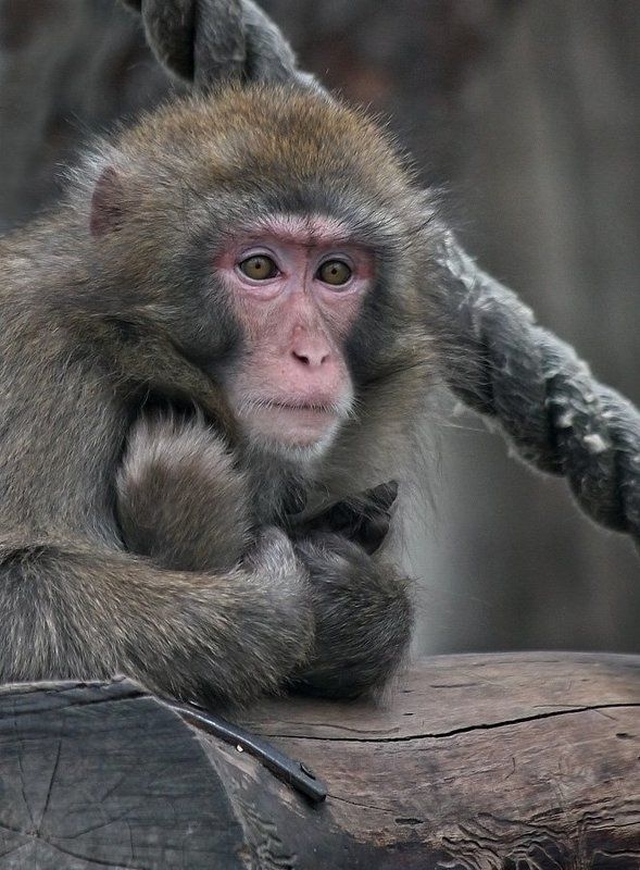 Холодно однако...photo preview