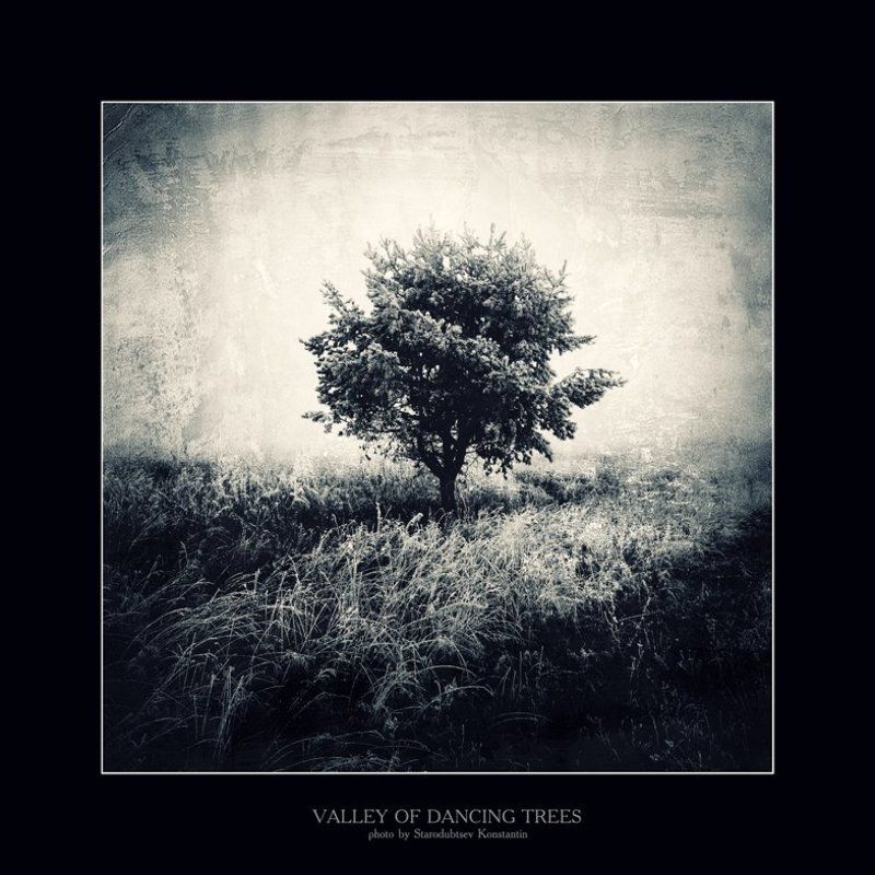 Valley of dancing trees... 10photo preview