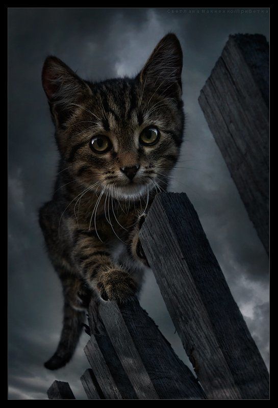 Викингphoto preview