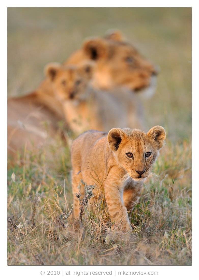 лев, львица, львенок, дикие животные, африка, саванна, серенгети, танзания, николай зиновьев, Николай Зиновьев