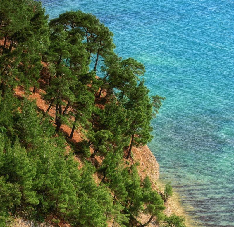 лето , море , сосны , пляж , тепло Реликтовые сосныphoto preview