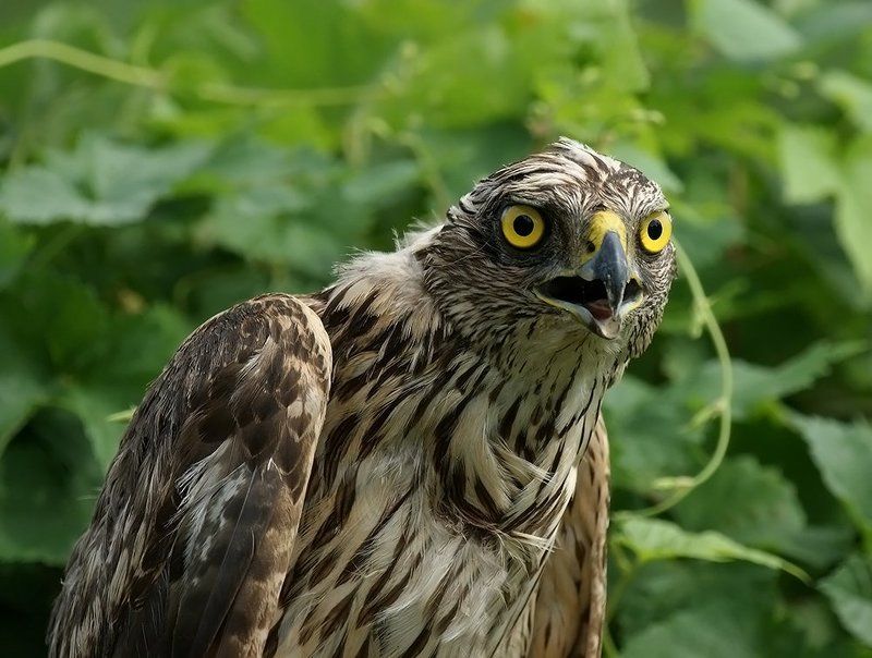 фотоохота, птица, сокол, природа,хищник, Жёлтые глаза...photo preview