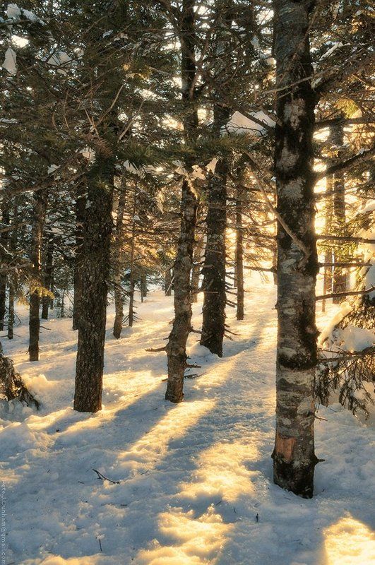 май, весна, сихотэ, алинь, снег, тайга, лес, хвойный, утро, рассвет, тёплый, свет, прохлада, свежесть, гора, лысая, 1560, метров, над, уровнем, моря Второе число месяца маяphoto preview