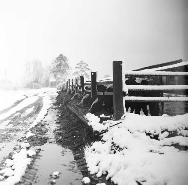 Коровникphoto preview
