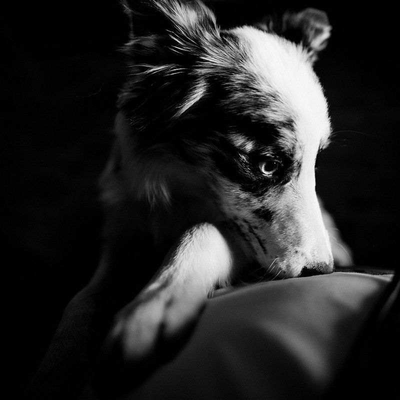 преданностьphoto preview