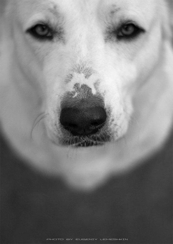 Мокрый нос..photo preview