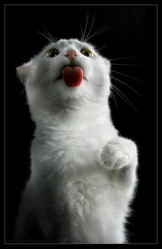 Суслик запеченый столбикомphoto preview