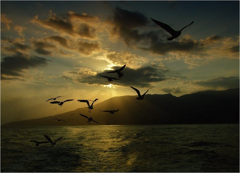 Чайки атакуютphoto preview