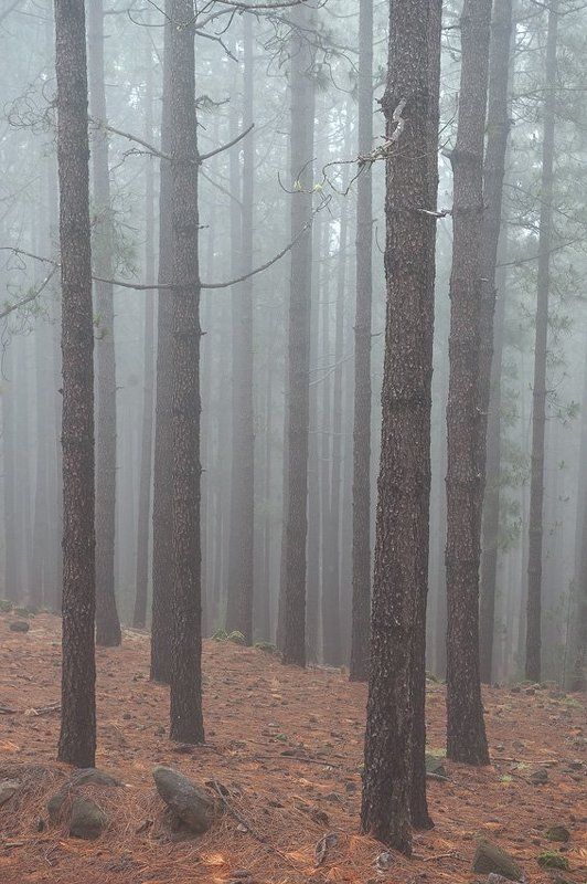 тенерифе,агуаманса Леса Агуамансыphoto preview