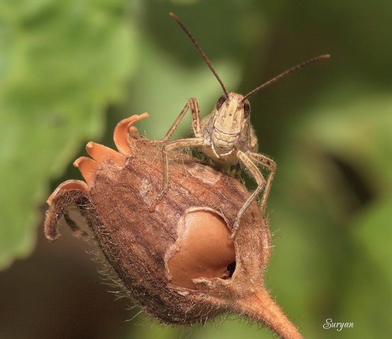 лето, трава, кузнечик Маловато будет-маловато...photo preview