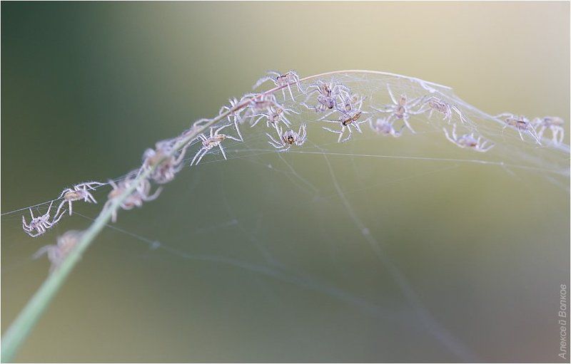 пауки, молодь, паук-волк, licosidae Аэропортphoto preview