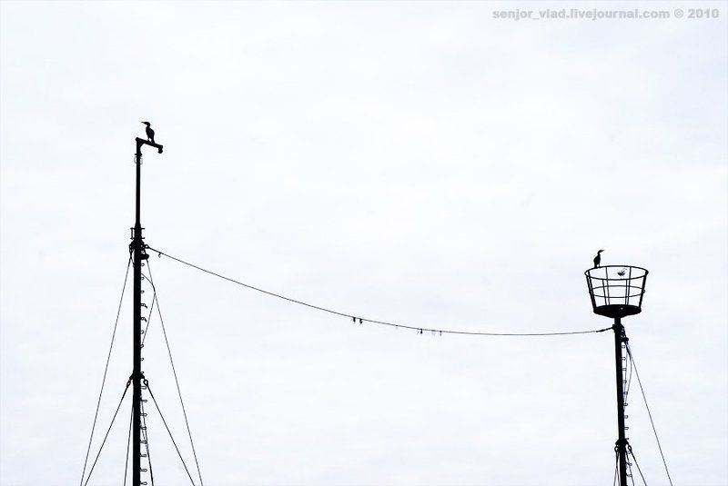 птицы Поссорились :)photo preview