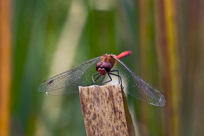 концертмейстерphoto preview