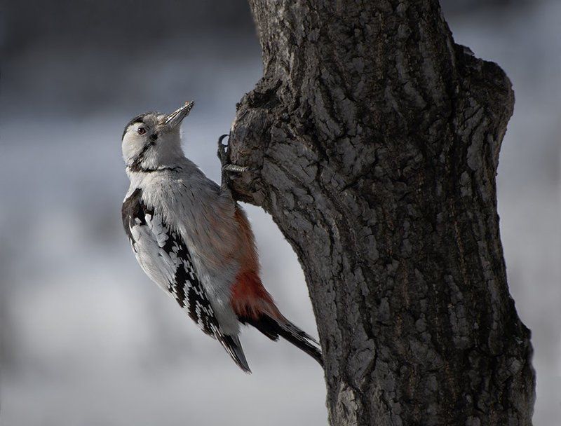 птицы,дятел,белоспинный,фотоохота Застукали...photo preview