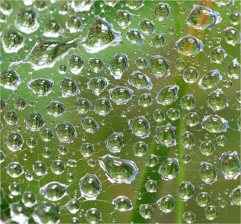 Капельки хлорофилла.photo preview