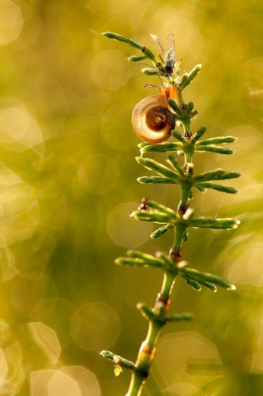 улитка, тля А ты кто?photo preview