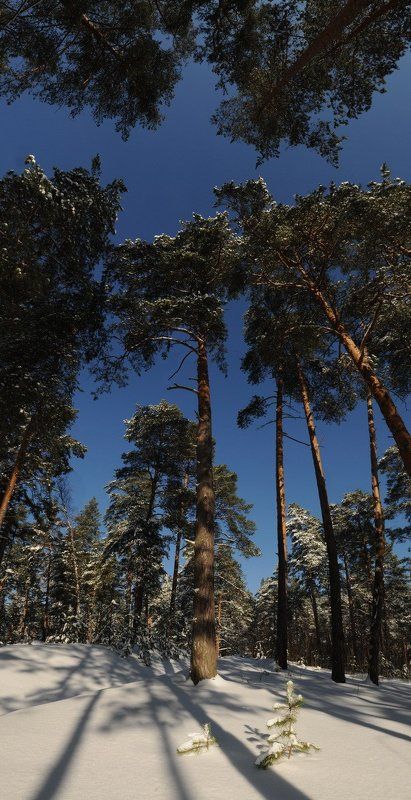 снег ***photo preview