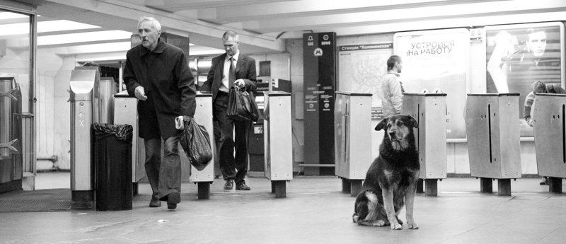 собака, пес, животные Я жду тебя!photo preview