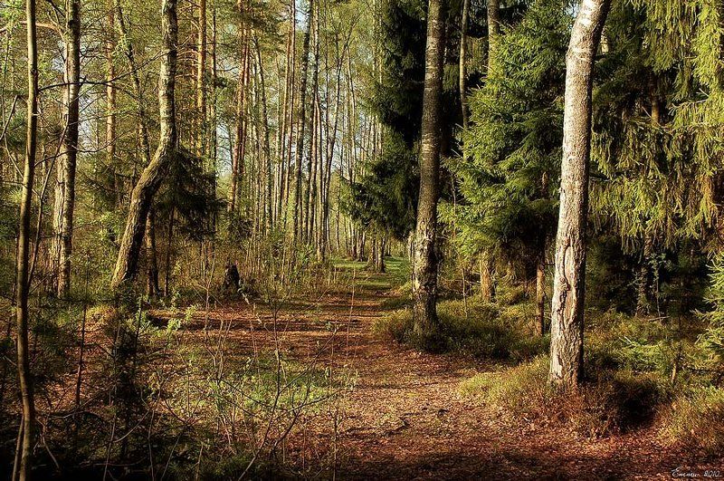 природа, лес, подмосковье *** фото превью